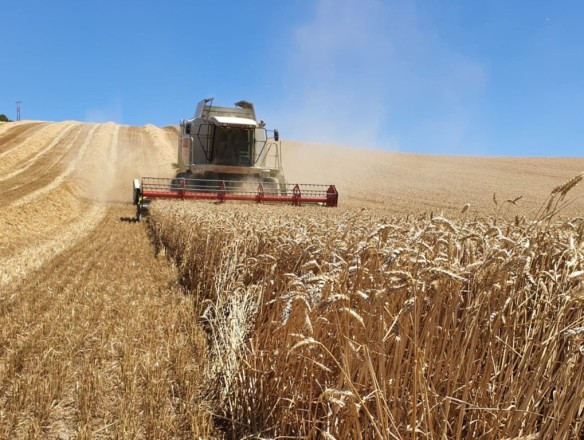 Rusia prevé cosechar 135 millones de toneladas de grano en 2025, un 10% más que el año anterior