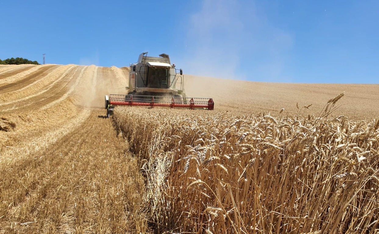 La FAO revisa al alza ligeramente la producción mundial de cereales en 2023/24
