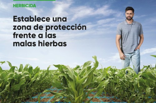 Hector, el nuevo herbicida de Corteva Agriscience para el cultivo de maíz