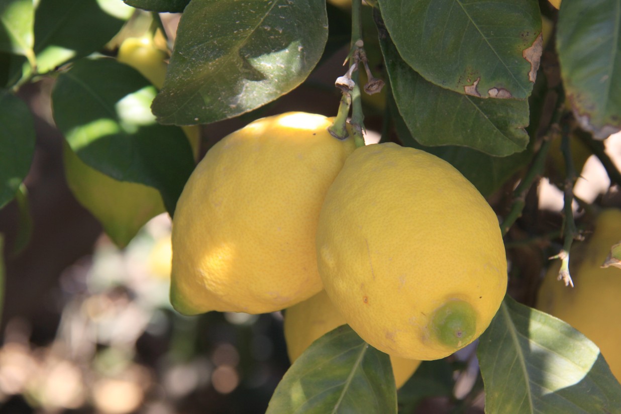 Unas 400.000 t de limones sin recoger aún por sobreoferta y bajos precios