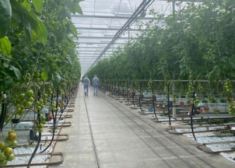 El Centro de Experiencia del Tomate de Nunhems cuenta con cerca de 150 variedades resistentes al ToBRFV