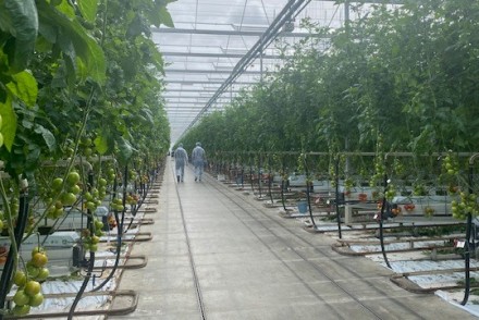 El Centro de Experiencia del Tomate de Nunhems cuenta con cerca de 150 variedades resistentes al ToBRFV