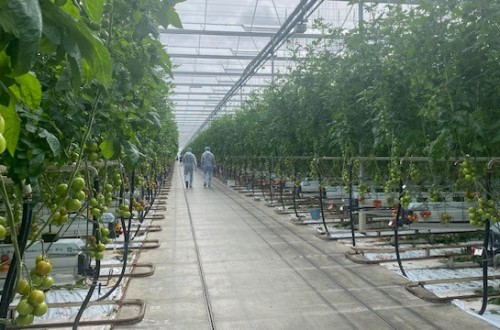 El Centro de Experiencia del Tomate de Nunhems cuenta con cerca de 150 variedades resistentes al ToBRFV