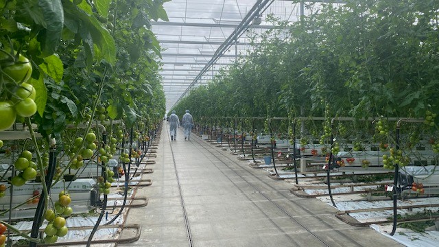 El Centro de Experiencia del Tomate de Nunhems cuenta con cerca de 150 variedades resistentes al ToBRFV