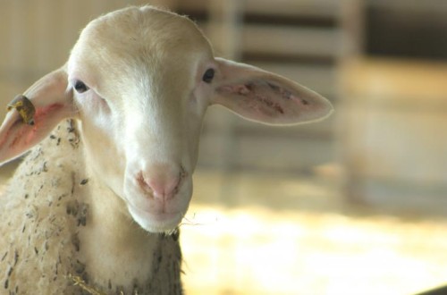 Aragón subvenciona con 2,5 M€ acciones de cooperación para la innovación tecnológica en el sector agrario 