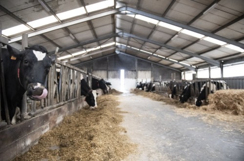 El efecto calendario elevó las entregas de leche cruda de vaca a compradores un 5,6% en febrero