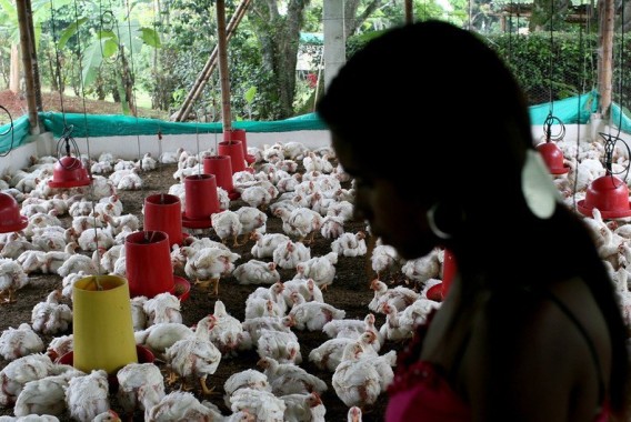 Expertos de la OMS temen que la gripe aviar pueda transmitirse entre personas