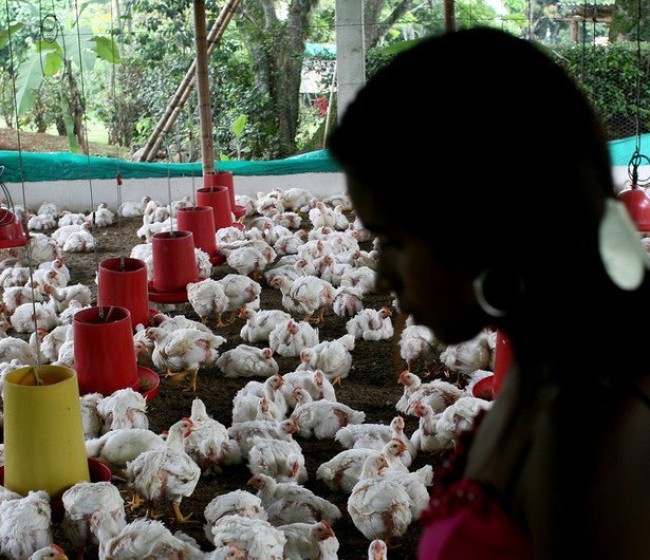 Expertos de la OMS temen que la gripe aviar pueda transmitirse entre personas