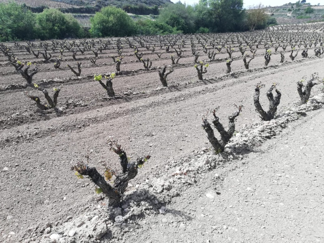 Las bajas temperaturas causaron siniestros por heladas en viñedos del interior peninsular