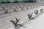 Las bajas temperaturas causaron siniestros por heladas en viñedos del interior peninsular