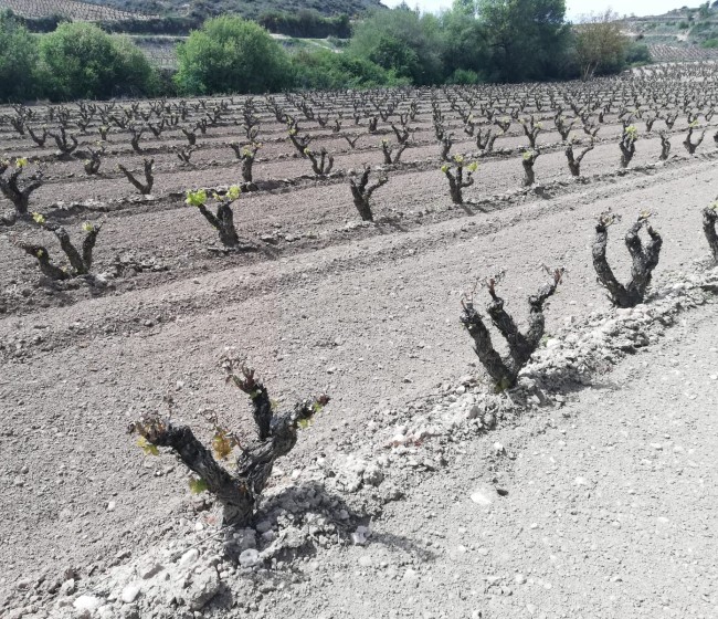 Las bajas temperaturas causaron siniestros por heladas en viñedos del interior peninsular