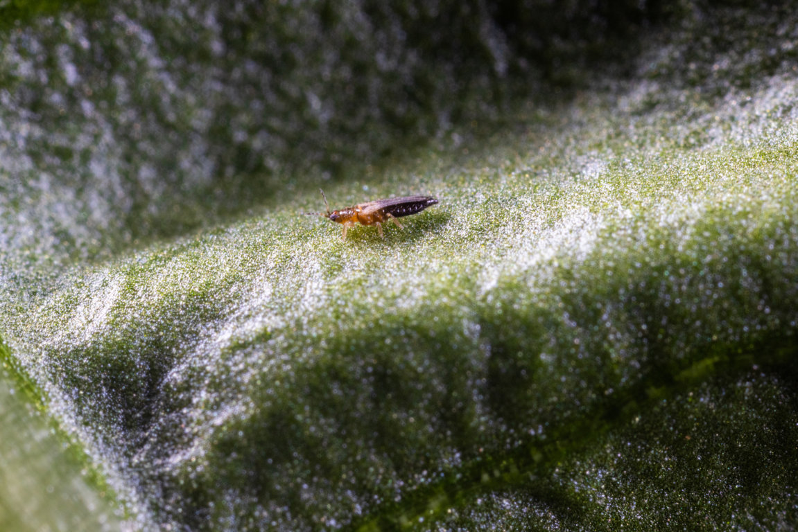 Koppert presentará el 9 de mayo en El Ejido una nueva estrategia frente al Thrips parvispinus