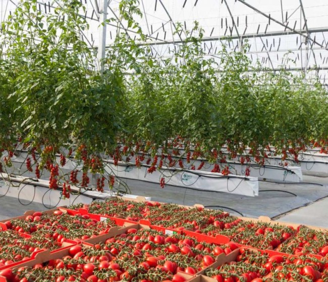 COAG prevé un 30% menos de cosecha de tomate de industria por olas de calor y plagas