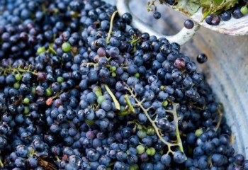 La producción de vino crece un 9,6% en los ocho primeros meses de campaña pese a una mínima actividad en marzo