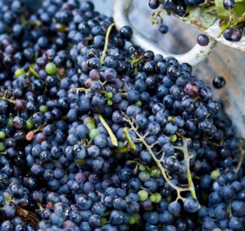 La producción mundial de vino este año crecerá un 3% respecto a la de 2024, pero se mantiene en niveles históricamente bajos