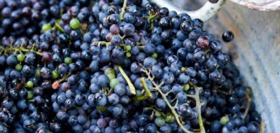 España produjo 4.722.896 millones de hectolitros de vino en agosto de 2025 y las existencias bajaron un 2,1%
