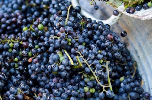 La producción de vino crece un 9,6% en los ocho primeros meses de campaña pese a una mínima actividad en marzo
