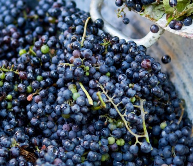 La producción de vino crece un 9,6% en los ocho primeros meses de campaña pese a una mínima actividad en marzo