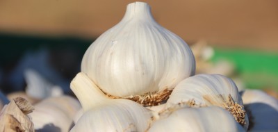 Castilla-La Mancha mantiene el liderazgo nacional en producción y superficie dedicada al cultivo del ajo