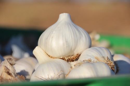 La superficie cultivada de ajo cae más de un 30% en 2023, según la Anpca