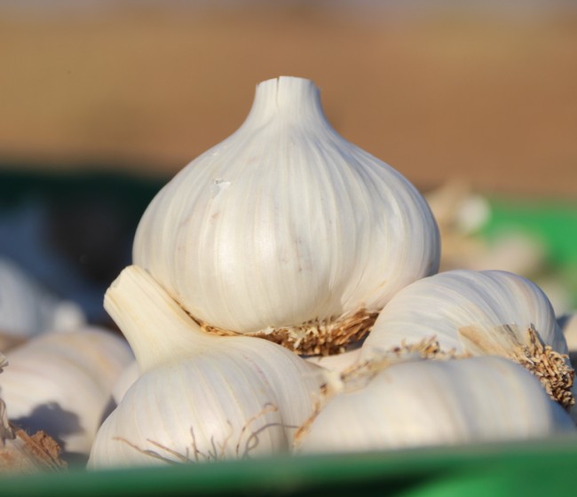 Castilla-La Mancha mantiene el liderazgo nacional en producción y superficie dedicada al cultivo del ajo