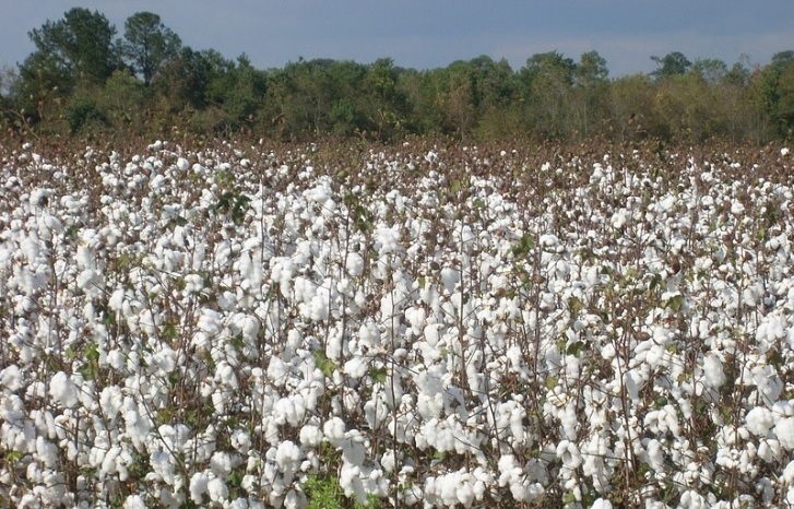 El MAPA lanza una consulta pública para actualizar la normativa sobre el pago específico al cultivo del algodón
