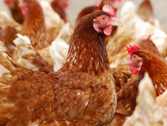 Gripe aviar: la vigilancia tras la vacunación, clave para el movimiento seguro de las aves de corral
