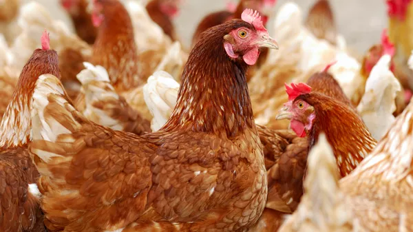 Gripe aviar: la vigilancia tras la vacunación, clave para el movimiento seguro de las aves de corral