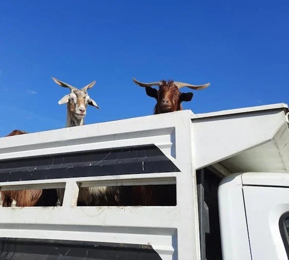 Unión de Uniones plantea a la Comisión y Ministerio la retirada de la propuesta de reglamento de bienestar animal en el transporte