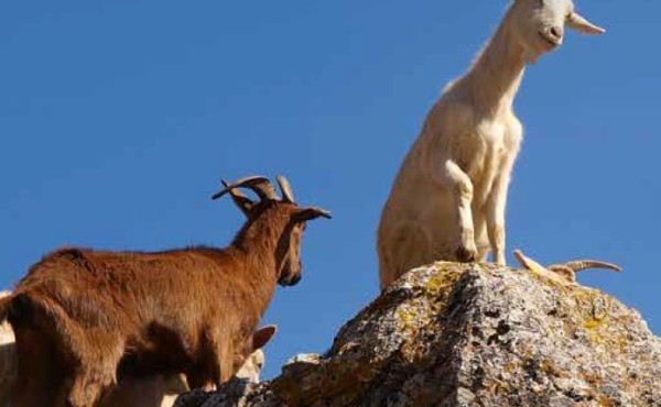 Prácticas correctas de higiene en la alimentación del caprino de leche
