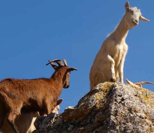 Prácticas correctas de higiene en la alimentación del caprino de leche