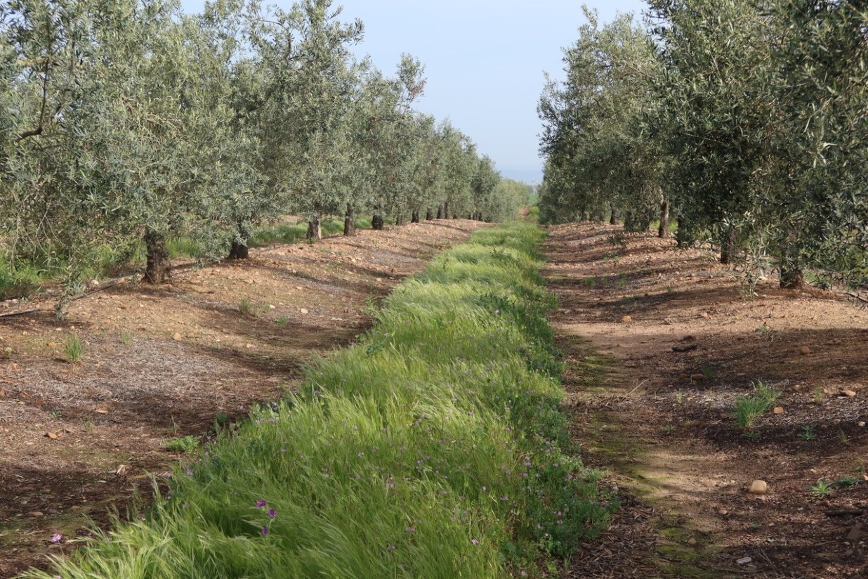 Cubiertas vegetales en olivar: eficacia contra la erosión y mejora de la calidad del suelo