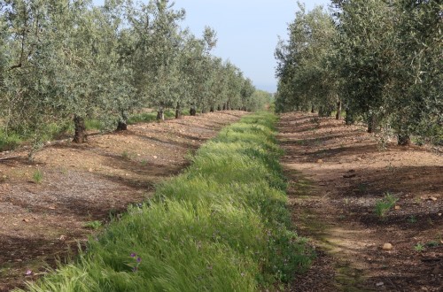 Cubiertas vegetales en olivar: eficacia contra la erosión y mejora de la calidad del suelo