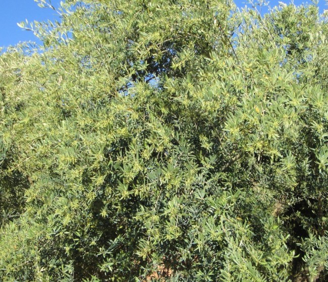 Agrimobi Olive-P, la solución de ICL para prevenir la carencia de fósforo en olivar
