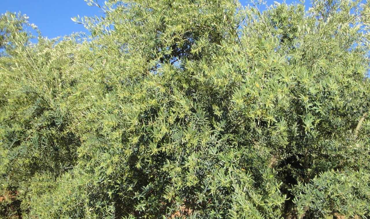 Agrimobi Olive-P, la solución de ICL para prevenir la carencia de fósforo en olivar