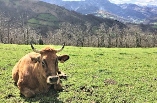 Asturias recibe 10,4 millones de la PAC para desarrollo rural, agricultura y ganadería