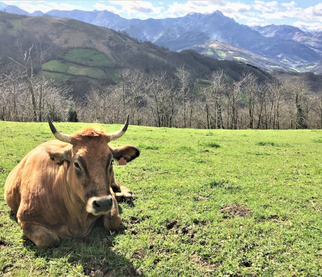 Asturias recibe 10,4 millones de la PAC para desarrollo rural, agricultura y ganadería