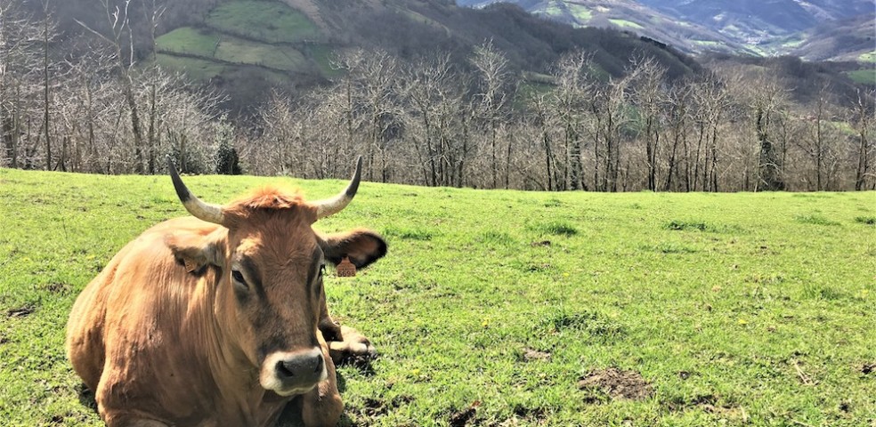 ganaderia extensiva_asturias