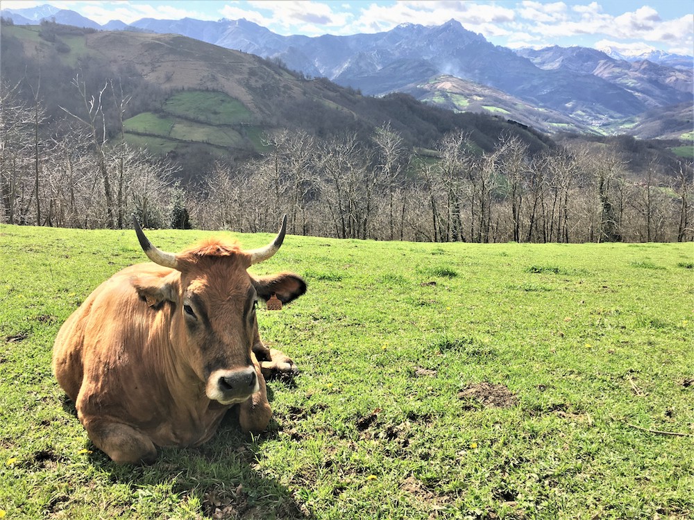 Descenso de la cabaña ganadera de la UE en 2023: la porcina y bovina disminuyó un 1%, la ovina se redujo un 3% y la caprina un 5%