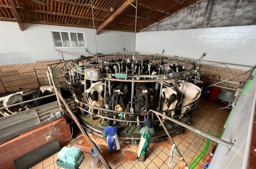 Las granjas de vacuno de leche en Castilla y León bajan de las 700 tras perder 440 explotaciones desde 2018