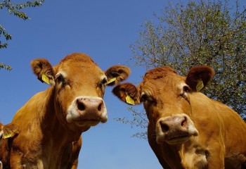 La UE fija restricciones en la zona afectada por el brote de dermatosis bovina en España