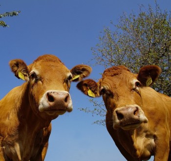 El Gobierno destina 660.000 euros a la compra de vacunas contra la dermatosis nodular contagiosa