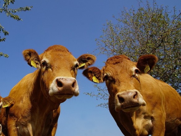 La UE fija restricciones en la zona afectada por el brote de dermatosis bovina en España