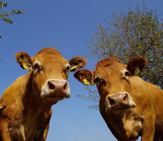 La UE fija restricciones en la zona afectada por el brote de dermatosis bovina en España