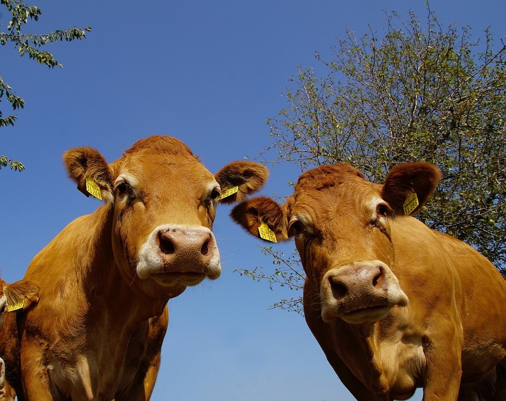 Confirman presencia de EHE en varias explotaciones de bovino de Asturias, Guadalajara y Teruel