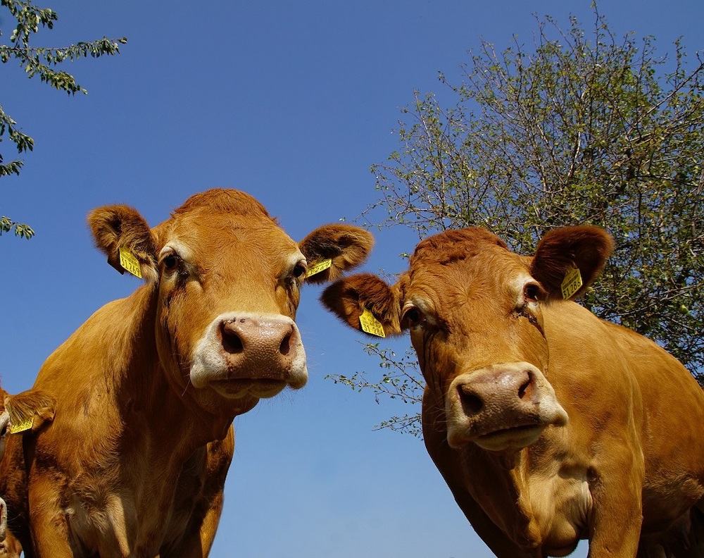 El MAPA abre la consulta sobre la flexibilización de la normativa de identificación animal y veterinario de explotación