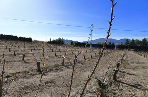 Murcia rebaja los requisitos para el ‘eco régimen’ de cubiertas vegetales de la PAC