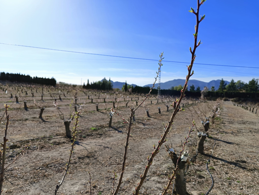 Murcia rebaja los requisitos para el ‘eco régimen’ de cubiertas vegetales de la PAC