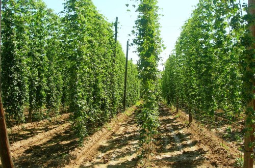 Itacyl respalda la investigación del lúpulo para preservar la memoria de la planta y de sus culturas de cultivo