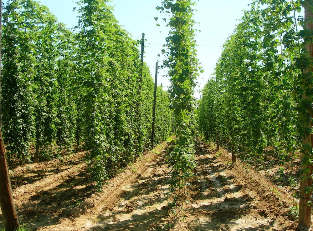 Itacyl respalda la investigación del lúpulo para preservar la memoria de la planta y de sus culturas de cultivo